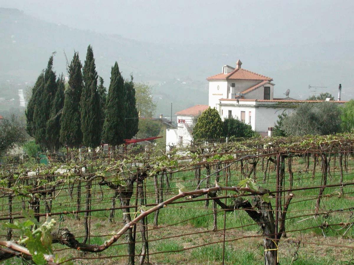 Pier Delle Vigne B&B Pineto Exterior foto